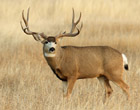 Wyoming hunting draw odds