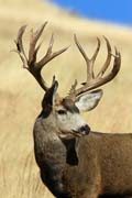 Mule Deer Tags