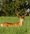 Mule Deer Tags