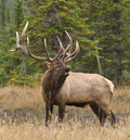 Mule Deer Tags