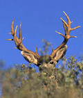 Mule Deer Tags