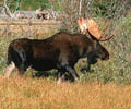 Mule Deer Tags