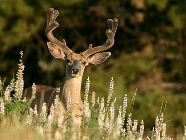 MonsterMuleys.com - Mule Deer, Elk and Western Big Game Hunting