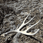 Elk hunting northern colorado