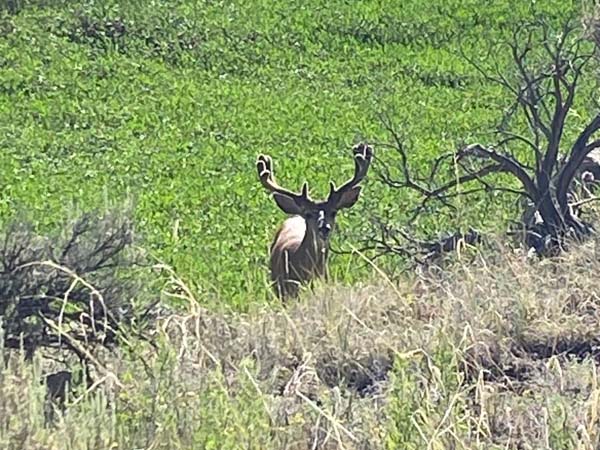 2025 Bucks, Bulls, Rams and Billy Scouting Pics