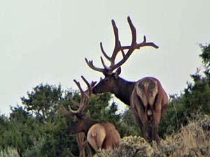 2025 Horn Growth