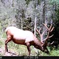 MonsterMuleys.com - Mule Deer, Elk and Western Big Game Hunting