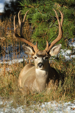 Mule Deer and Elk Hunting Articles and Stories -- MonsterMuleys.com