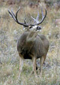 Mule Deer Tags