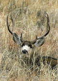 Mule Deer Tags