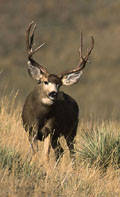 Mule Deer Tags