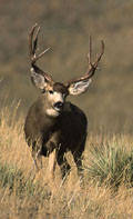 Mule Deer Tags