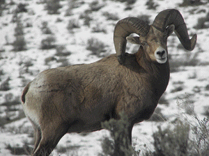 Rams, Bucks, Bulls and More....