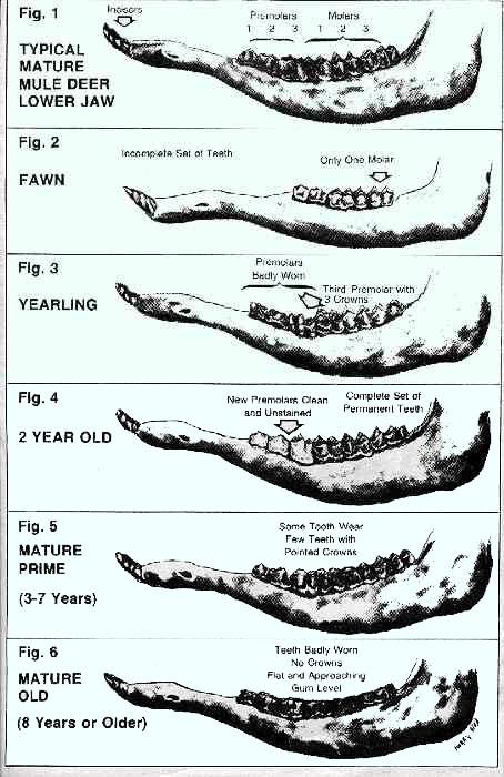 This is a large graphic of a deer jaw, be patient!