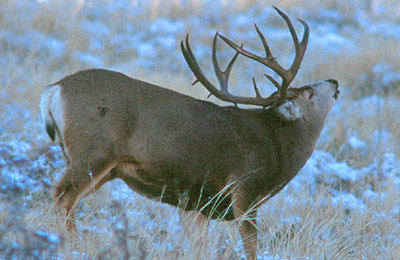 Peter Eades - Mule Deer Buck