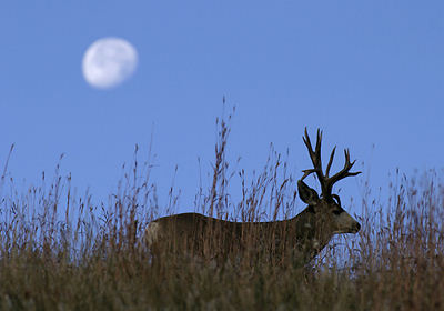 Monster Muleys