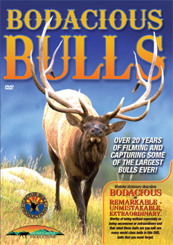 Bodacious Archery Bulls