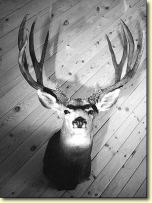 Lee's Meat Buck