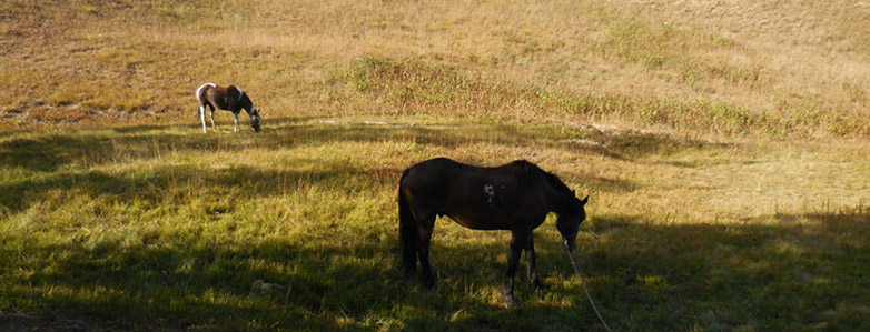 Western Wyoming Horse Rentals