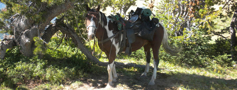 Western Wyoming Horse Rentals